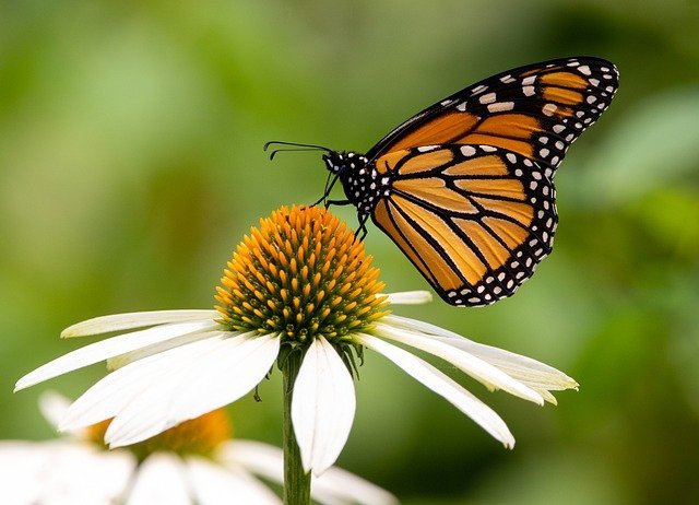 A Complete Guide on Monarch Butterfly Plants