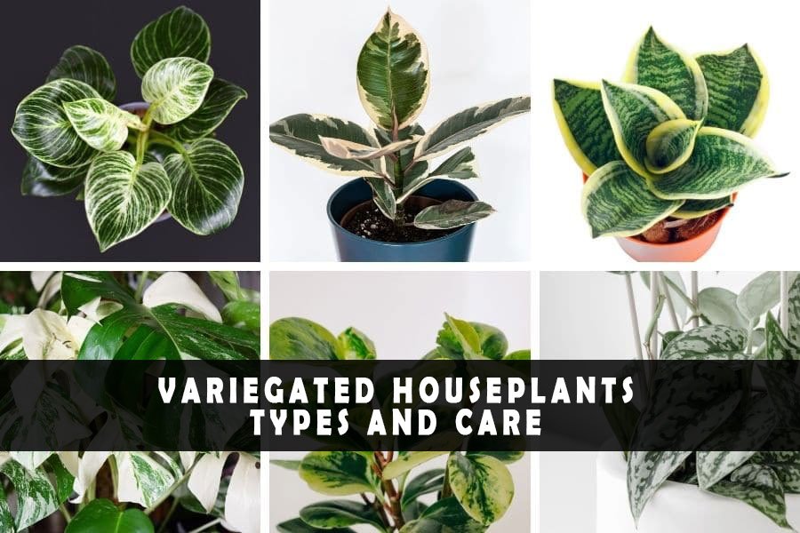 Variegated houseplants types and care