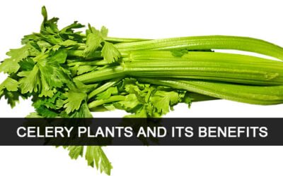 Celery plants and its benefits