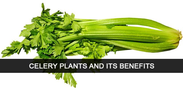 CELERY-PLANTS-AND-ITS-BENEFITS