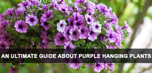AN ULTIMATE GUIDE ABOUT PURPLE HANGING PLANTS