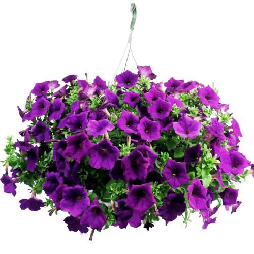 AN ULTIMATE GUIDE ABOUT PURPLE HANGING PLANTS