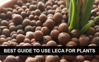 Best guide to use LECA for plants