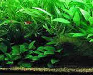 Top 5 Emergent Plants for your Aquarium