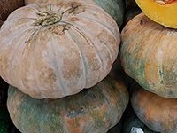 The Best Squash Plants to Grow in your Garden – Complete Guide