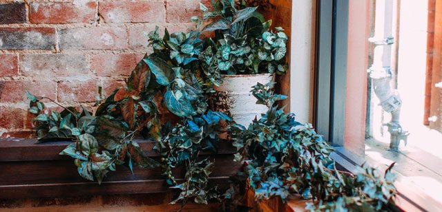 Everything You Need to Know About The Indoor Vine Plants