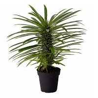 A Guide To Grow Caudex Plant: Types and Care